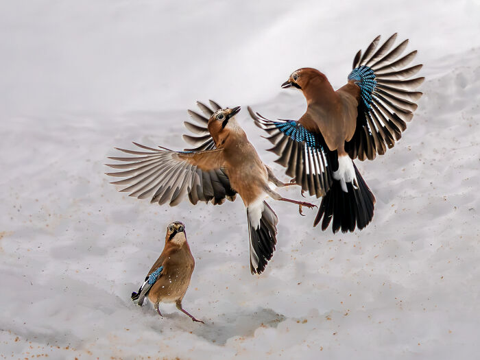 Snow Fight Spectacular