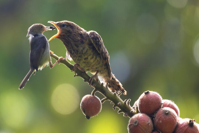 Cuckoo’s Sneaky Nest Trick