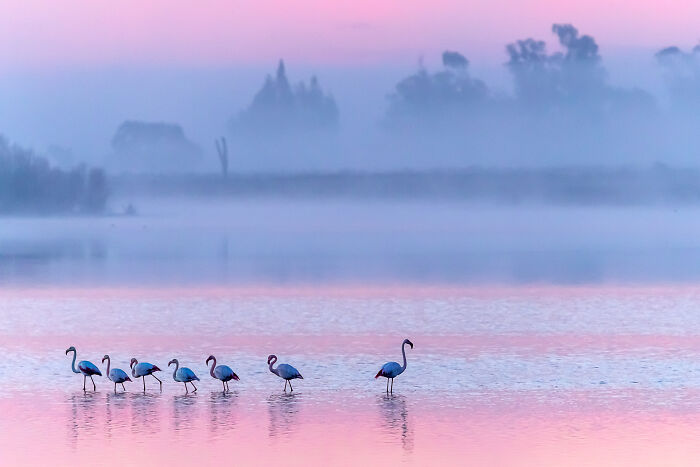 Flamingo Marches To Its Own Beat
