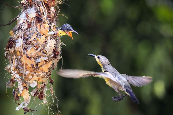 Flying Food Delivery