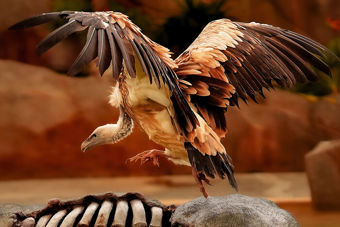 Takeaway Ribs? Nope, Just Bird Stuff