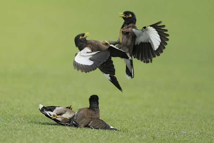 Birds Or Boxers? You Decide