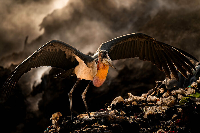 Stork Surviving The City