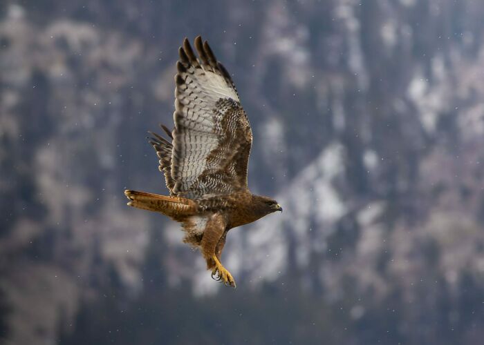 Hawk Flying Through Snow