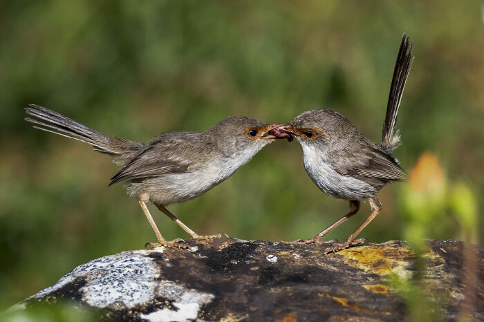 Birds Sharing More Than Food