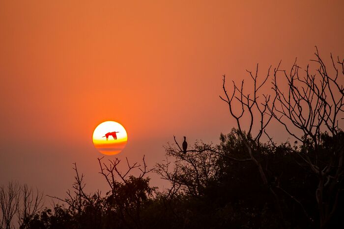 Sunset Stare Down