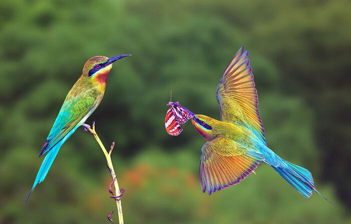 Bee-Eater’s Romantic Gift