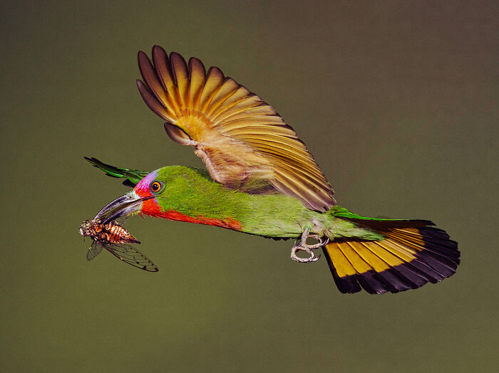 Elusive Red-Bearded Bee-Eater