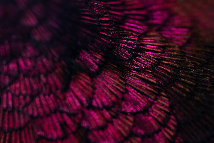Up-Close Feather Colors