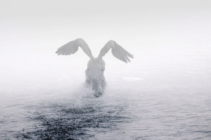 Swan In Misty Mystery