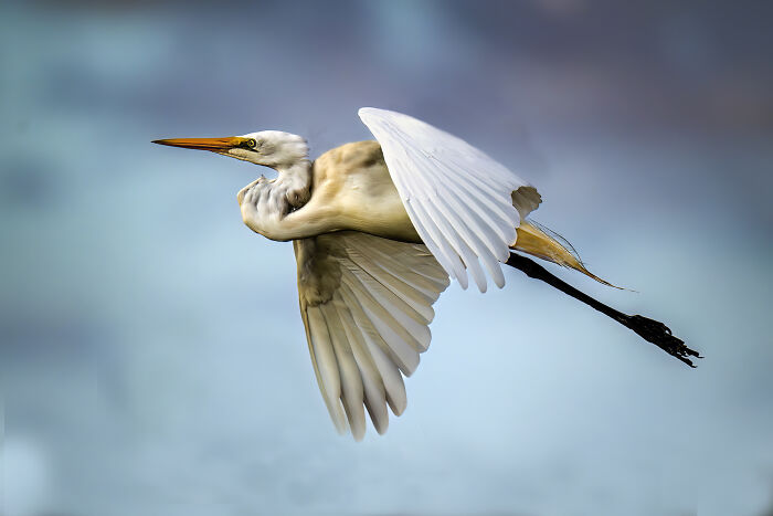 Bird In Flight (Artistic Vibes)