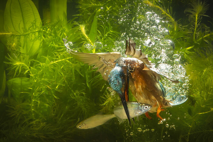 Kingfisher’s Big Catch