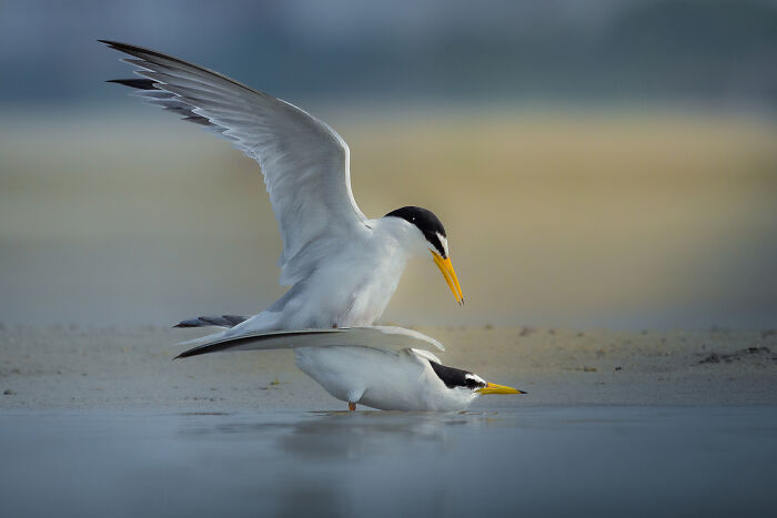Mom Feeding The Littlest Tern