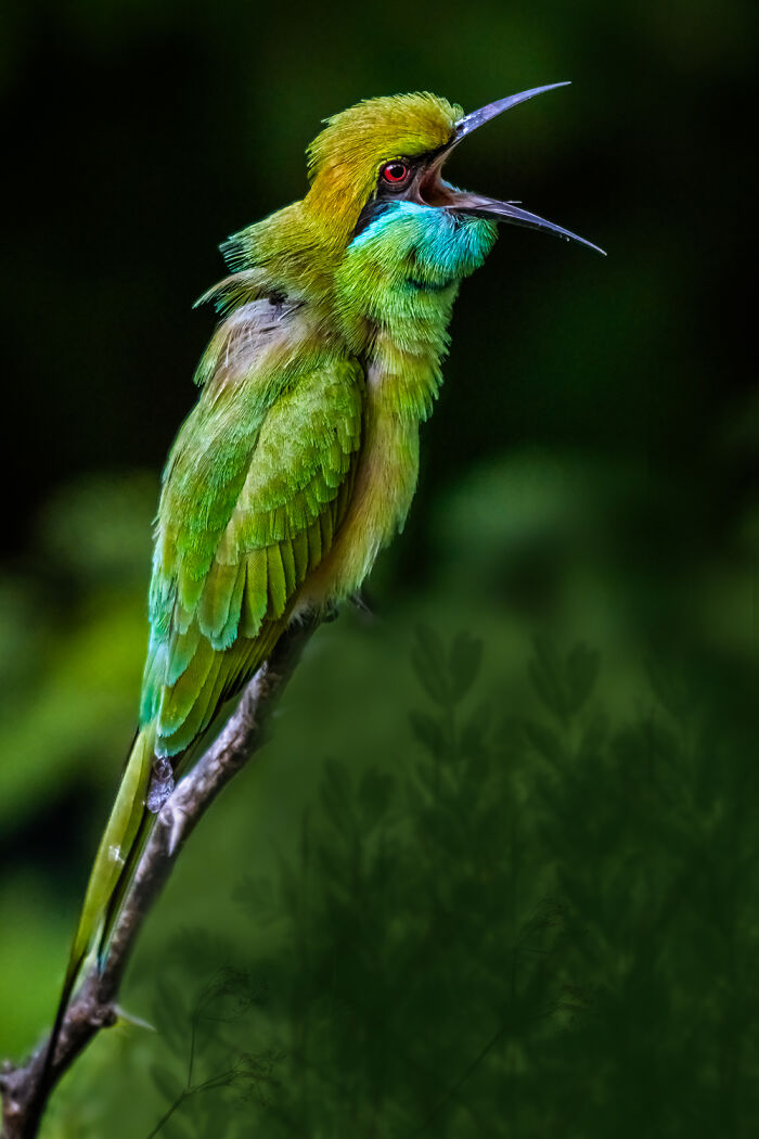Bird Singing Its Heart Out