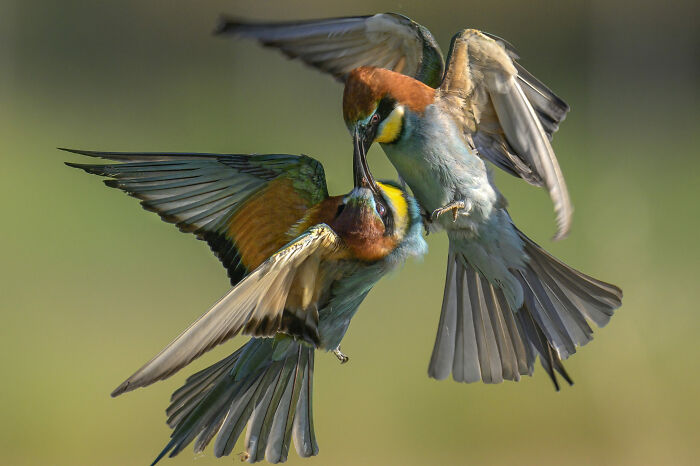 Birds Doing Bird Things