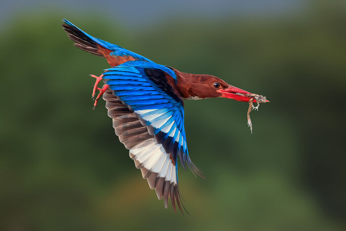 Kingfisher’s Froggy Snack
