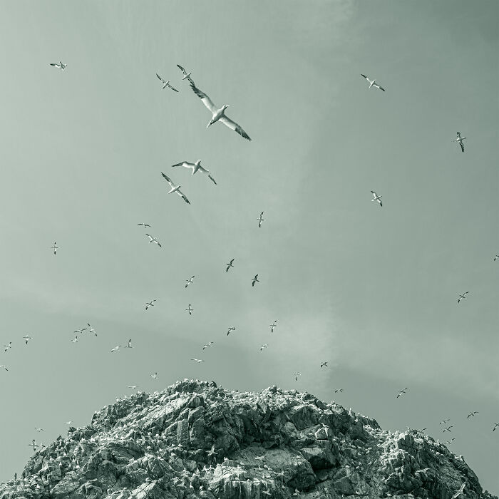 Birds Writing In The Sky
