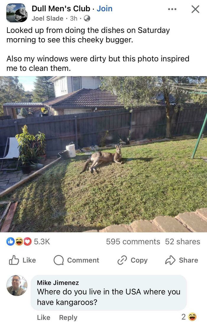 Kangaroo? Must Be an American Thing!