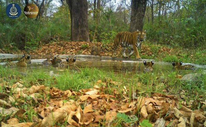 Hot News! Tigress Pulls Off The Legendary "6 Cubs" Record!
