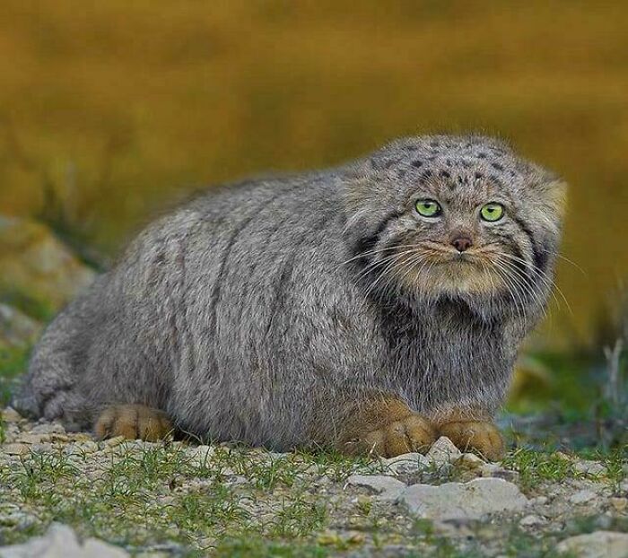 Check Out This Fancy Pallas Cat From Northern Iran