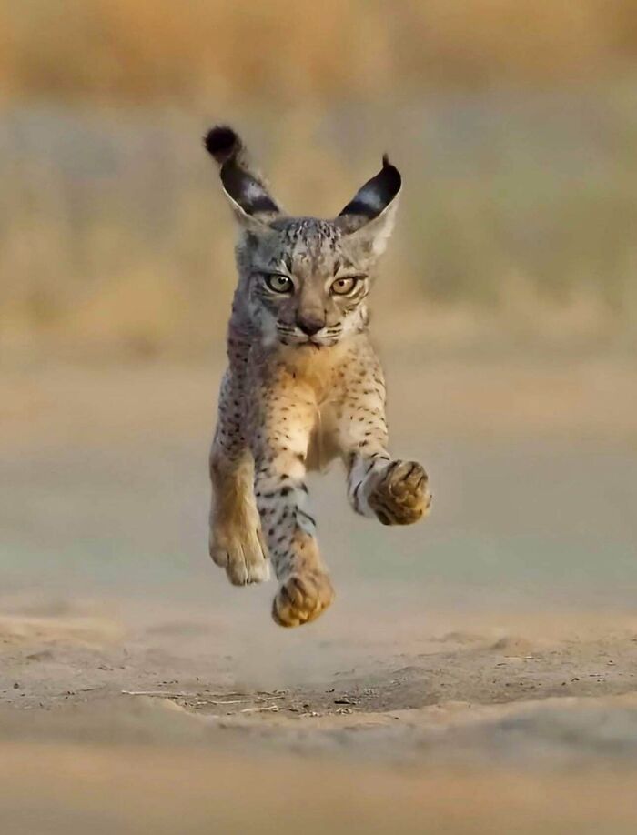 Meet The Baby Iberian Lynx — Wild Cat Royalty, Super Rare!