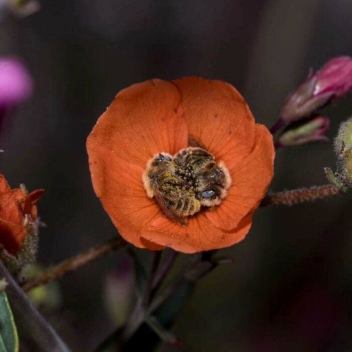 Two Bees Snoozing In One Flower? Too Cute!