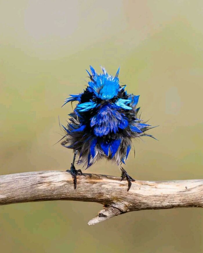 Caught In The Rain: This Fairywren’s Mid-Shower Glam Shot