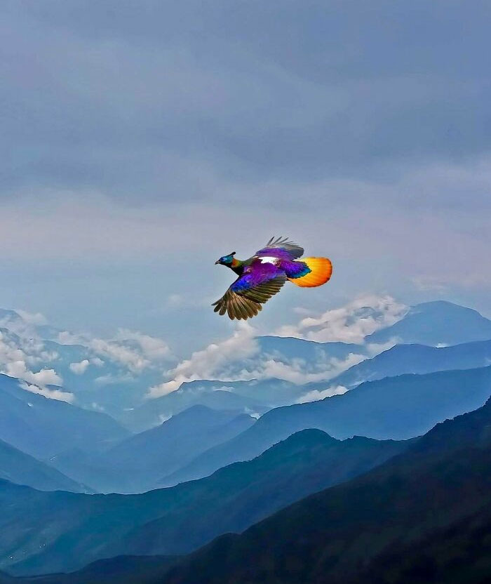 The Himalayan Monal—Mountain’s Shiny, Colorful Showoff