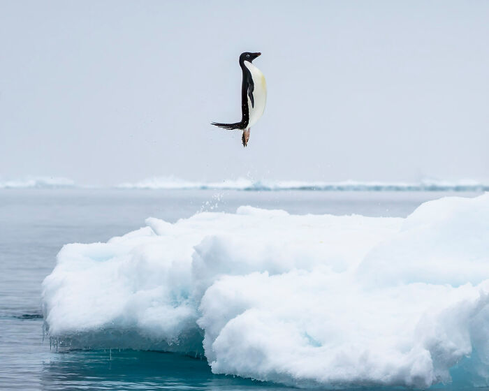 Strike A Pose! Adélie Penguin’s Big Water Launch