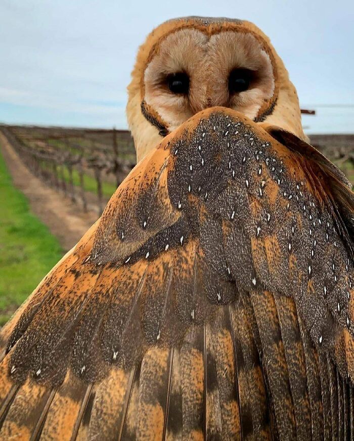 Whooo! Barn Owls Doing Their Barn Owl Thing