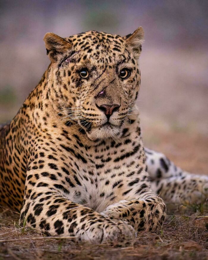 Meet The Leopard Warrior Showing Off Battle Scars Like A Boss