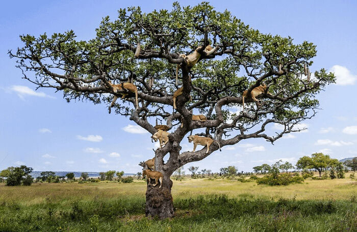 Mega Lion Squad Nap Time—Tree Edition