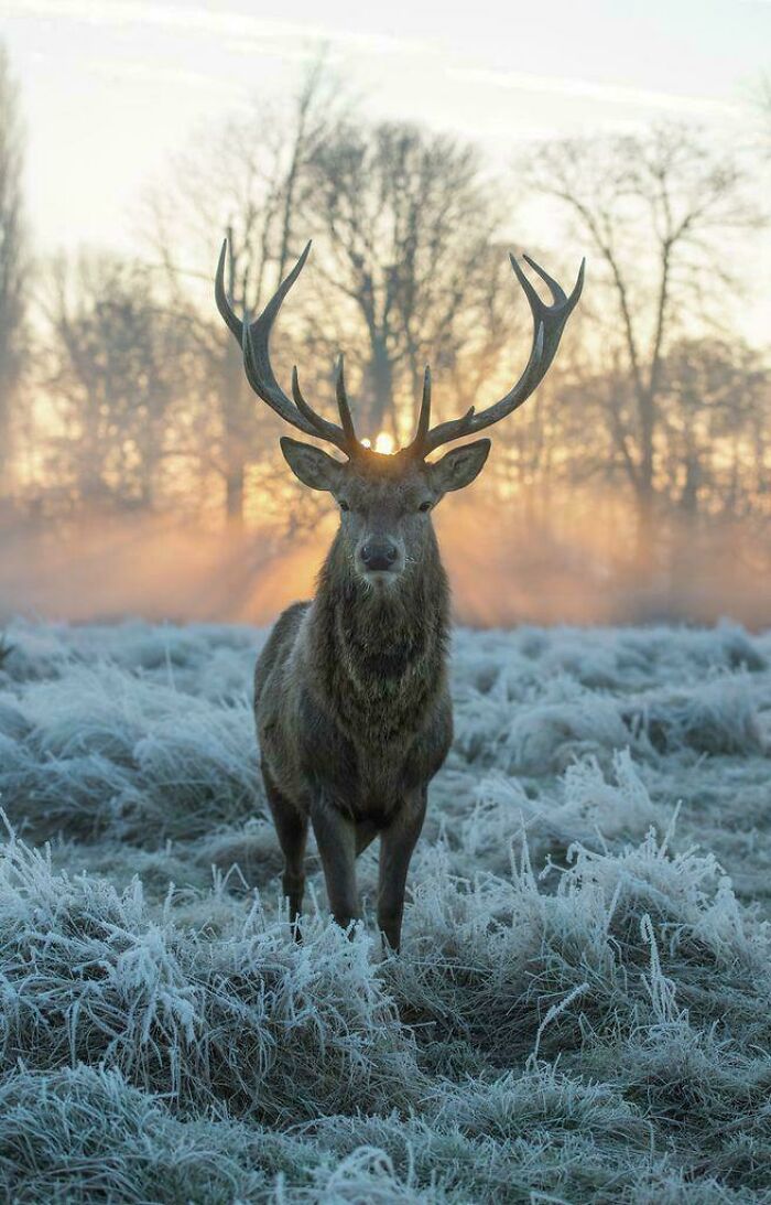 Red Deer Frozen In Time On A Frosty Morning