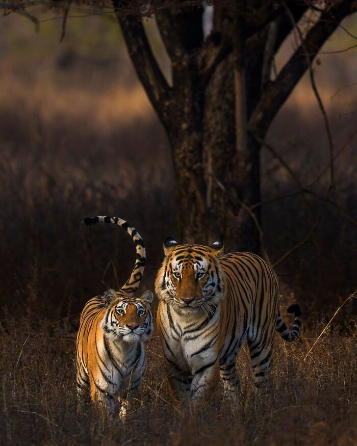 Tiger Love Story In Panna Tiger Reserve—Romance In Action