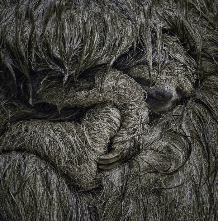 Sloth Mom Doing The Ultimate Baby Hug To Keep Her Dry