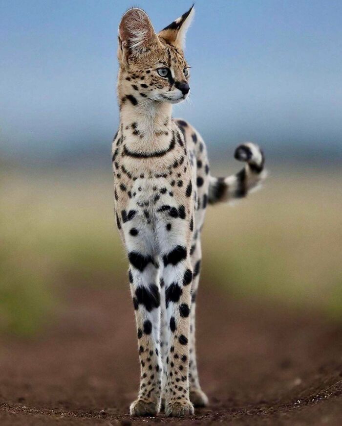 Leg Goals Alert: Servals Are The Supermodels Of The Savannah