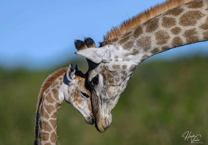 Mom & Baby Giraffe: Too Cute To Handle
