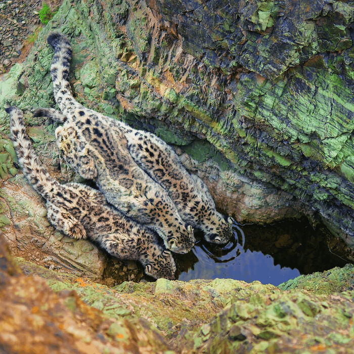 24 Cameras On For 8000 Hours Just To Snap These Sneaky Snow Leopards