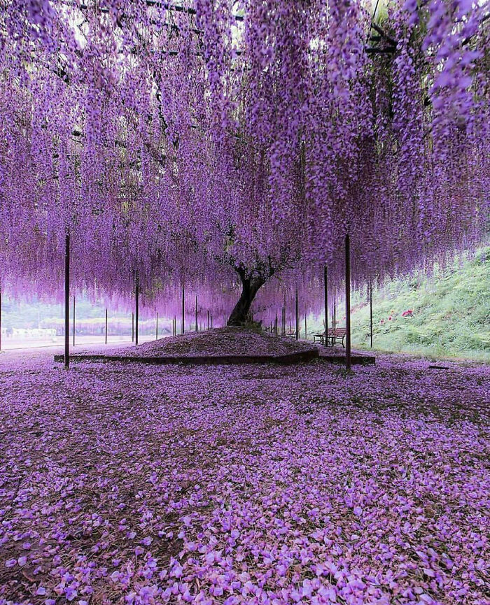 The 200-Year-Old Wisteria That’s A Straight-Up Plant Legend In Japan