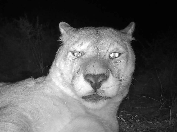 A Sleepy Mountain Lion Took A Nap Next To Our Camera Trap—Talk About Bold!