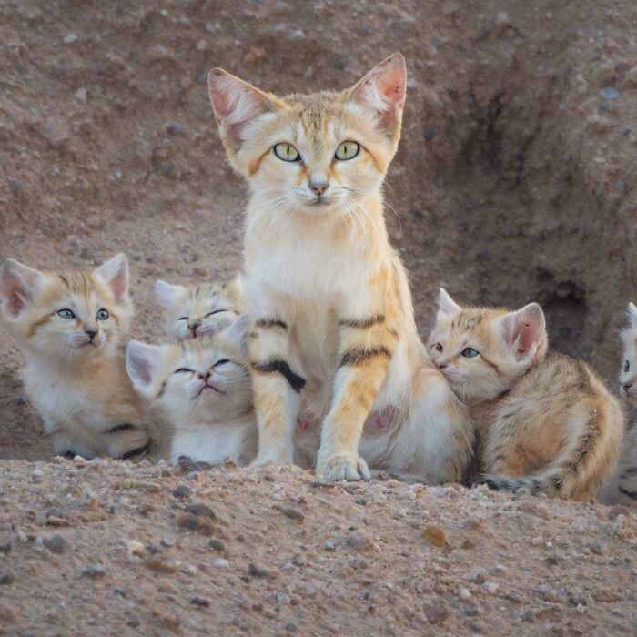 The Elusive Sand Cat Family Caught Hanging Out In The Middle East
