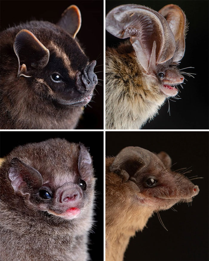 Bats: Nature’s Seriously Cool Shape-Shifters