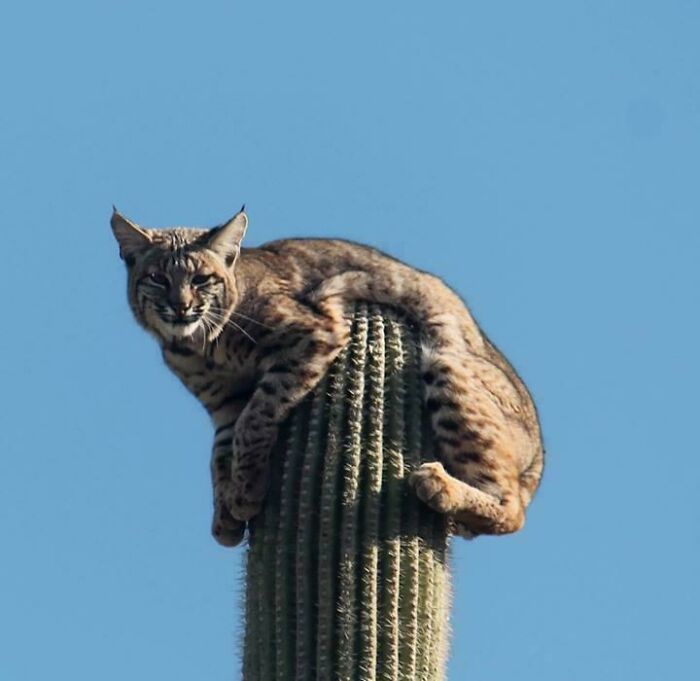 2 Inch Saguaro Spines? That’s Basically Nature’s Needles On Steroids