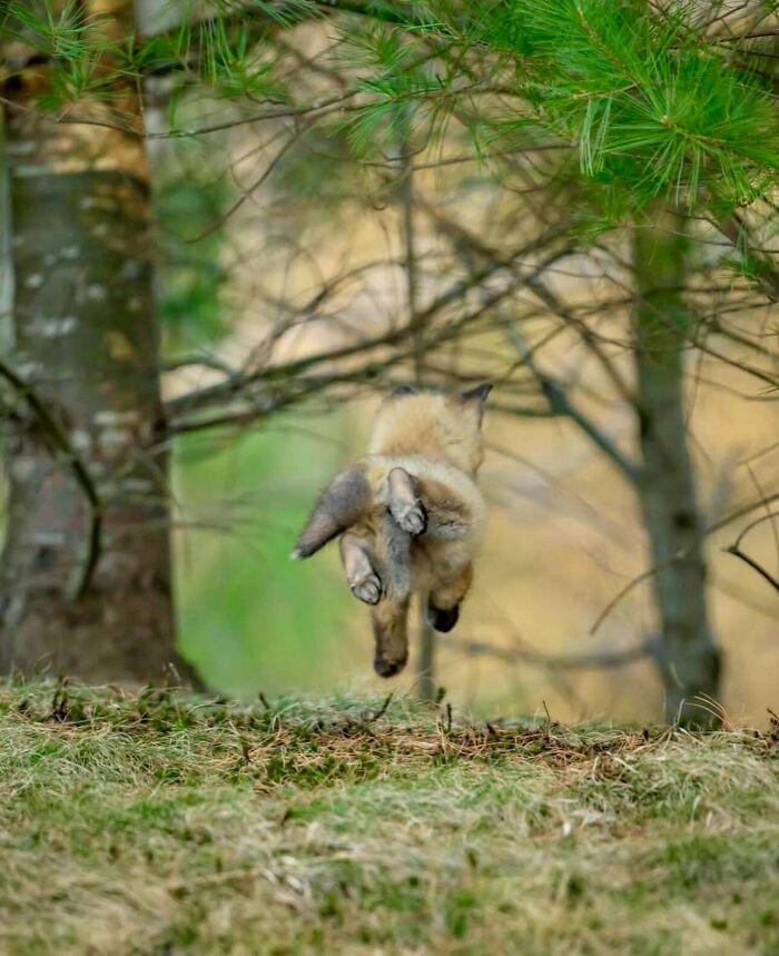 A Baby Fox Running Full Speed Into Your Heart
