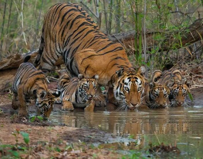 Tiger Fam Quenching Thirst In Indian Tiger Reserve—Hydration Goals