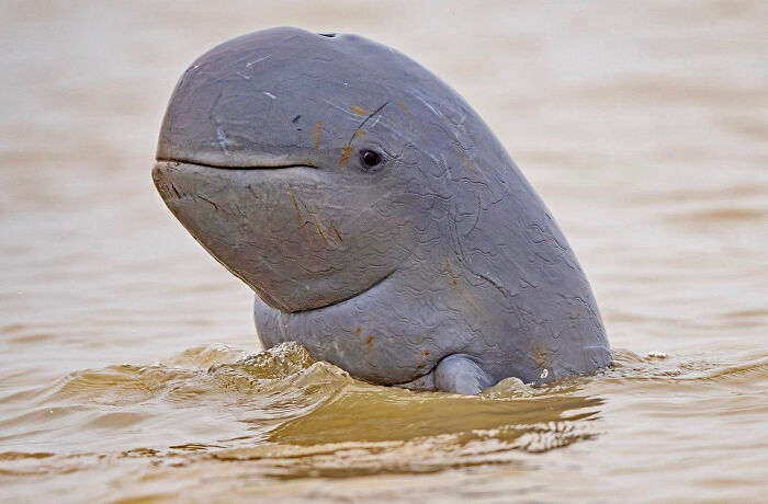 A Critically Endangered River Dolphin Showing Off Swag In The Mekong