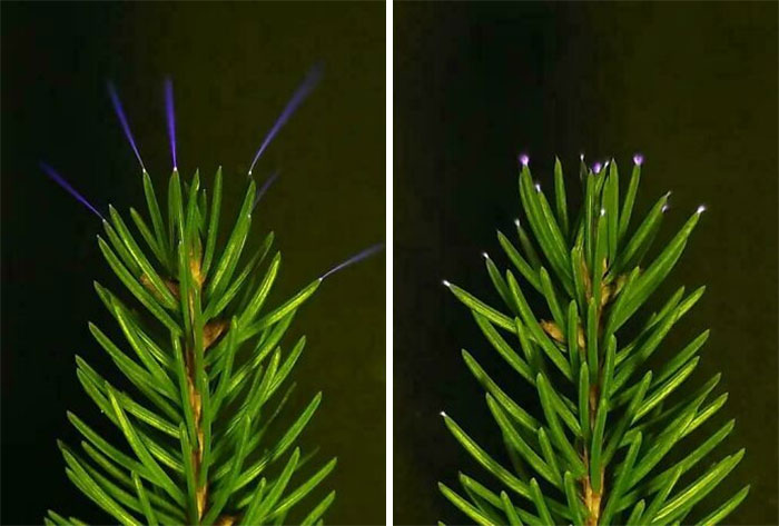 Lightning And UV Sparkles Light Up Treetops In A Natural Stunning Show