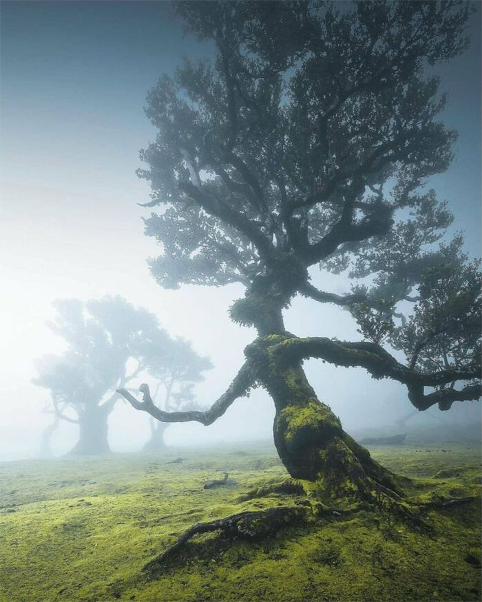 Fanal Forest’s Mystical Vibes Make Everyone Feel Like They’re In A Fairy Tale