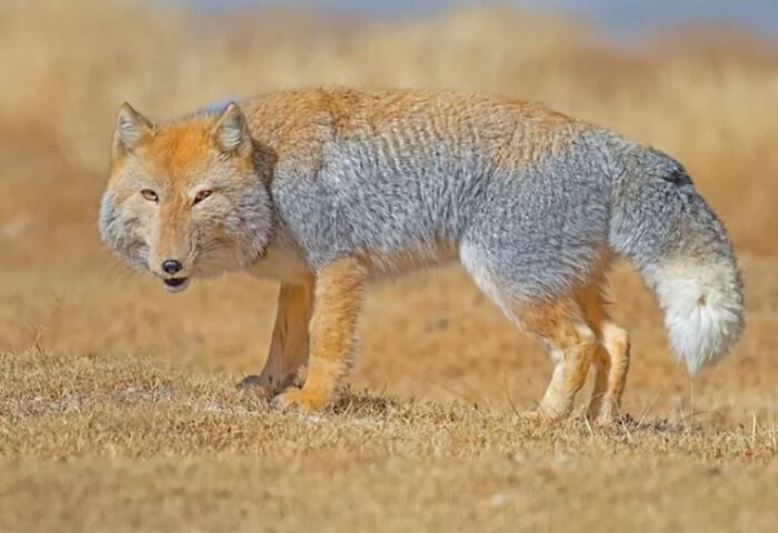 Tibetan Sand Fox—The Face You Can't Forget