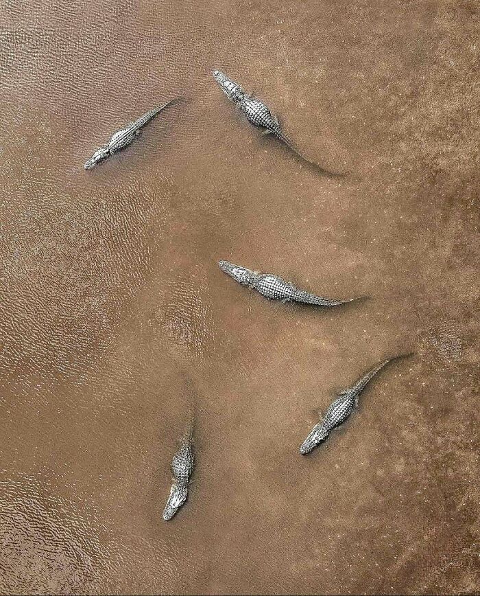 Crazy Bird’s Eye View Of Wild Animals You Don’t See Everyday